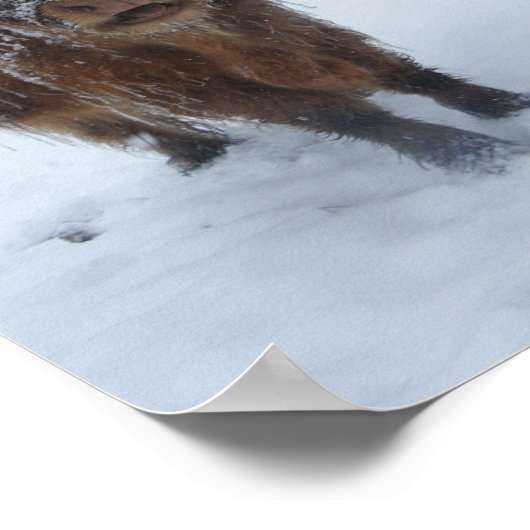 Koe van het hoogland in het sneeuwPoster Poster (Hoek)