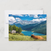 Koe van het hoogland van het gebergte bedankkaart (Voorkant)