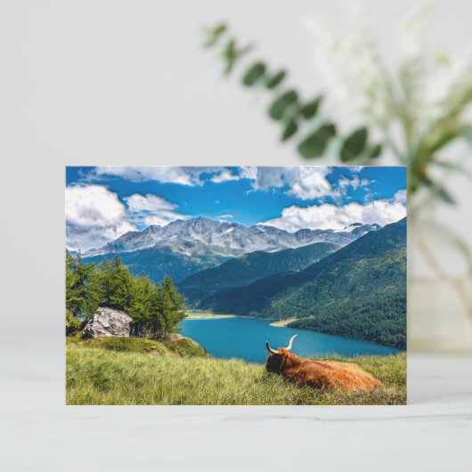 Koe van het hoogland van het gebergte bedankkaart (Staand voorkant)