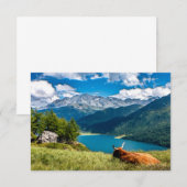 Koe van het hoogland van het gebergte bedankkaart (Voorkant / Achterkant)