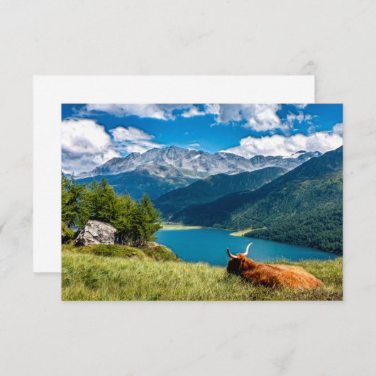 Koe van het hoogland van het gebergte bedankkaart (Voorkant / Achterkant)