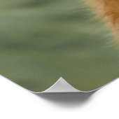 Koe van hobbyrund die likt in de neus poster (Hoek)