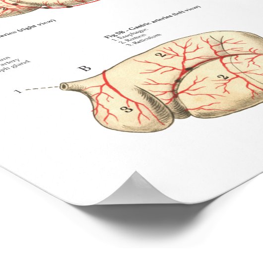 Koe van runderen Bloedvatten Anatomie Poster (Hoek)