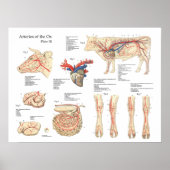 Koe van runderen Bloedvatten Anatomie Poster (Voorkant)