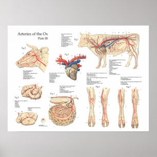 Koe van runderen Bloedvatten Anatomie Poster