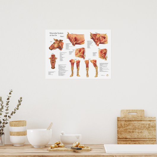 Koe van runderen Poster van de anatomie (Keuken)