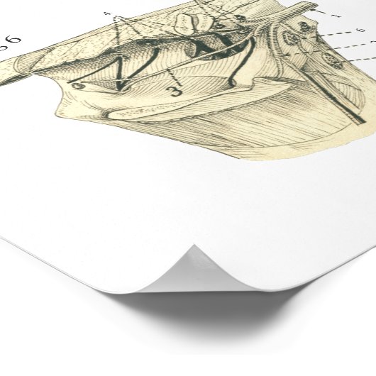 Koe van runderen Zenuwstelsel Anatomie Poster (Hoek)