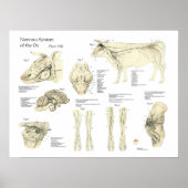 Koe van runderen Zenuwstelsel Anatomie Poster (Voorkant)