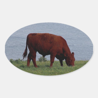 Koe van South Devon aan de afgelegen kust Ovale Sticker