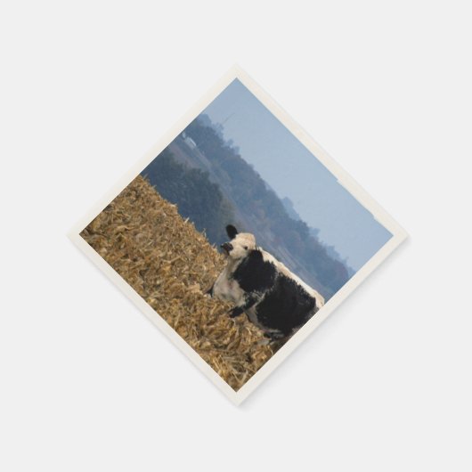 Koe van zwarte en witte kleur, vers geploegd veld servetten (Hoek)