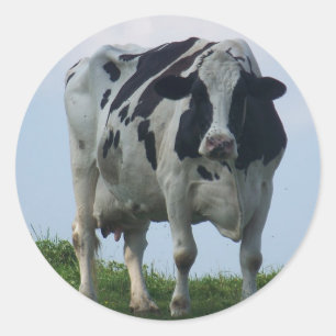 Koe Vermont Dairy Ronde Sticker