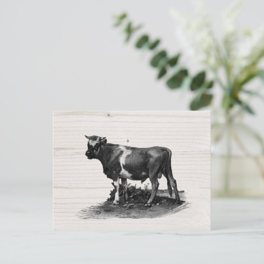  Koe verzadiging Briefkaart (Staand voorkant)