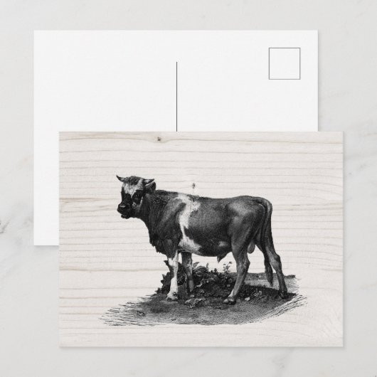  Koe verzadiging Briefkaart (Voorkant / Achterkant)