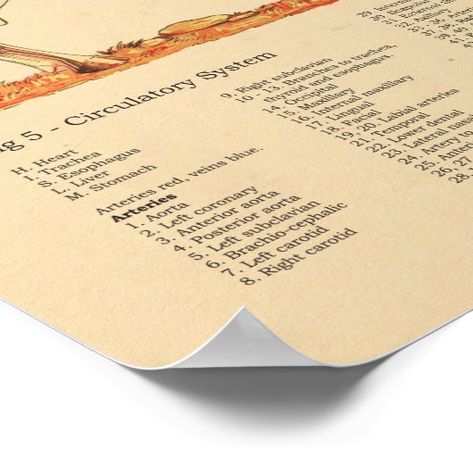 Koe Veterinaire anatomiegrafiek Poster (Hoek)