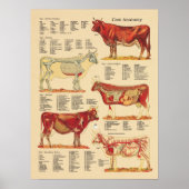 Koe Veterinaire anatomiegrafiek Poster (Voorkant)