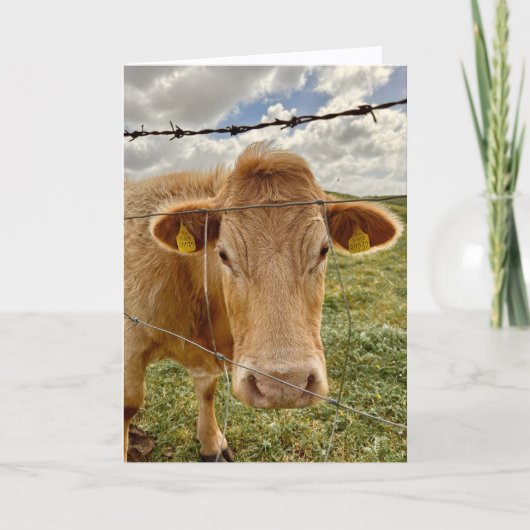 Koe Wensen Kaart Voor Jou (Voorkant)