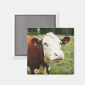 Koe witte rundvlees magneet (Voorkant / Achterkant)