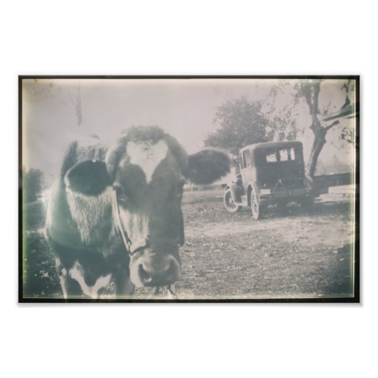 Koe Zwart-wit Antiek Boerderij Foto Afdruk (Voorkant)