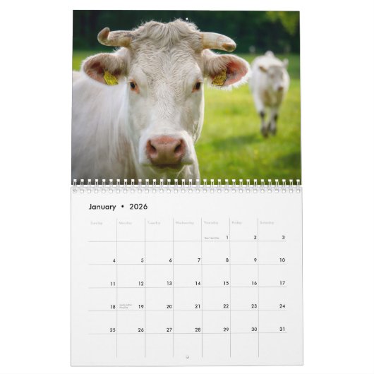 Koeien 2025 Kalender (Jan 2026)