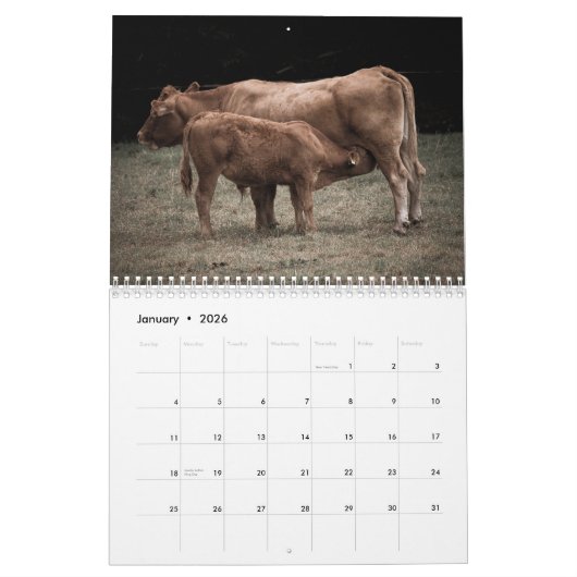 Koeien 2025 Kalender (Jan 2026)
