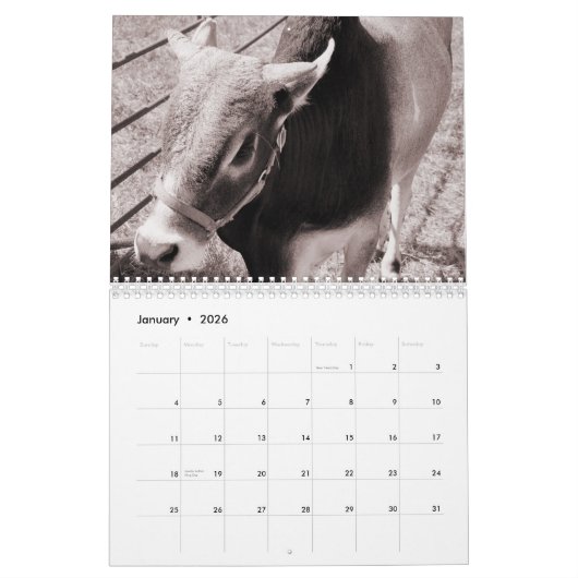 Koeien, A 2016-agenda Kalender (Jan 2026)