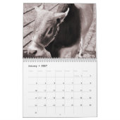 Koeien, A 2016-agenda Kalender (Jan 2027)