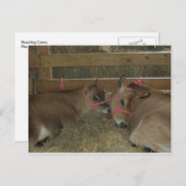 Koeien afstompen briefkaart (Voorkant / Achterkant)