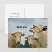 Koeien Bedankt Ansichtkaart Briefkaart (Voorkant / Achterkant)
