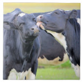 Koeien beste vrienden kussen Tegel Tegeltje (Voorkant)