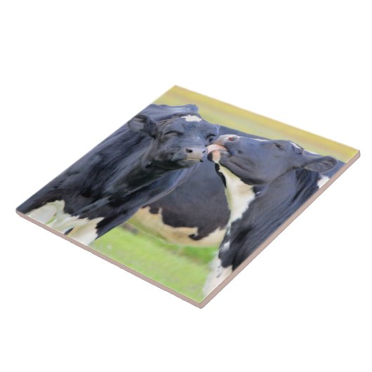 Koeien beste vrienden kussen Tegel Tegeltje (Zijkant)