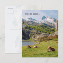 Koeien bij de meren van Covadonga, Asturias reis