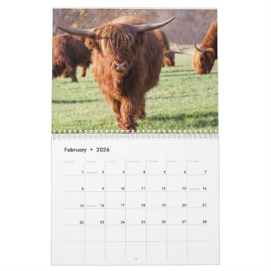 Koeien Boerderij Dierlijk Schotland Elk jaar Kalender (Feb 2026)