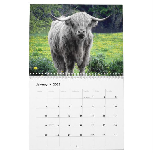 Koeien Boerderij Dierlijk Schotland Elk jaar Kalender (Jan 2026)