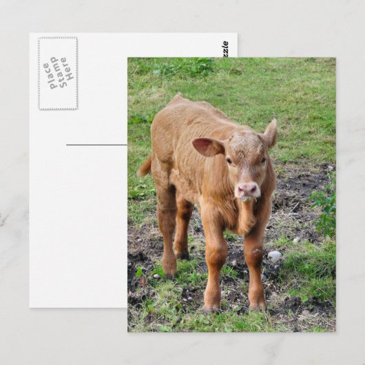 KOEIEN BRIEFKAART (Voorkant / Achterkant)