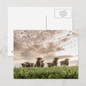 Koeien Briefkaart (Voorkant / Achterkant)