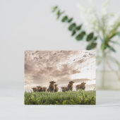 Koeien Briefkaart (Staand voorkant)