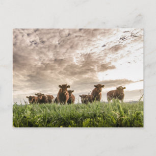Koeien Briefkaart