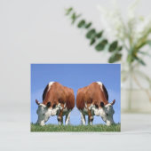 Koeien Briefkaart (Staand voorkant)