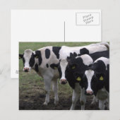 Koeien Briefkaart (Voorkant / Achterkant)