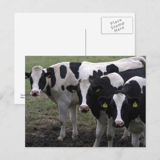 Koeien Briefkaart (Voorkant / Achterkant)