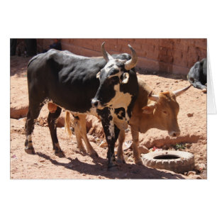 Koeien Bulls met Wenskaart van paarden