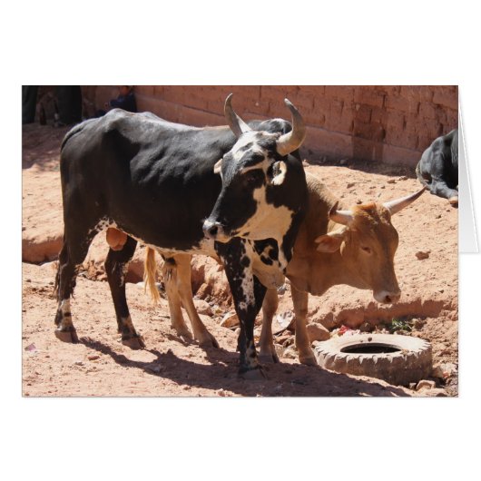 Koeien Bulls met Wenskaart van paarden (Voorkant Horizontaal)