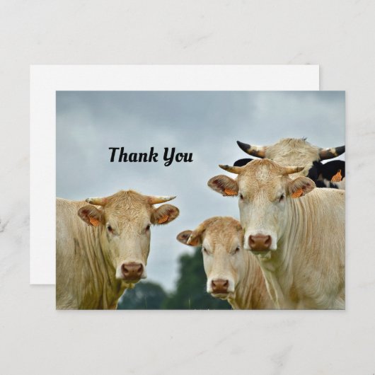 Koeien Dank u Briefkaart (Voorkant / Achterkant)