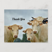 Koeien Dank u Briefkaart (Voorkant)