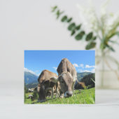 Koeien die gras eten briefkaart (Staand voorkant)