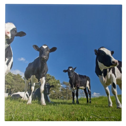 Koeien die grasland op grasland voeren tegeltje (Voorkant)