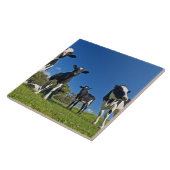 Koeien die grasland op grasland voeren tegeltje (Zijkant)