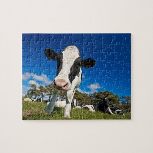 Koeien die grasland voederen 2 legpuzzel (Horizontaal)