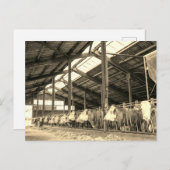 Koeien die hooi eten in staanders briefkaart (Voorkant / Achterkant)