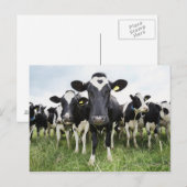 Koeien die in een rij op camera staan briefkaart (Voorkant / Achterkant)